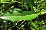 Kleine waterteunisbloem